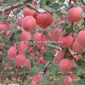 NingXia New Small Size Organic Red Fuji Apples